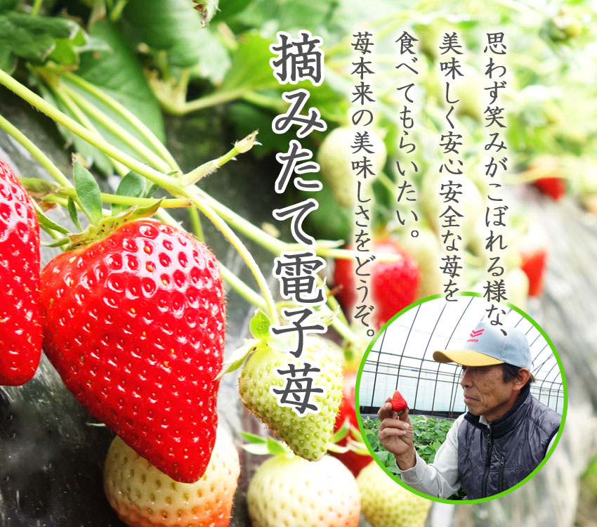 摘みたて電子苺 | 奈良県の電子苺産直農家 東田農園